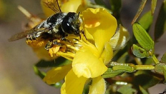 imagen Un viaje al mundo de las abejas en la flora nativa de Villavicencio