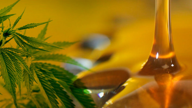 imagen Mendoza ya tiene ley que regula el uso del cannabis medicinal