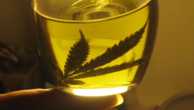 imagen Cannabis medicinal: se abre el debate en Mendoza
