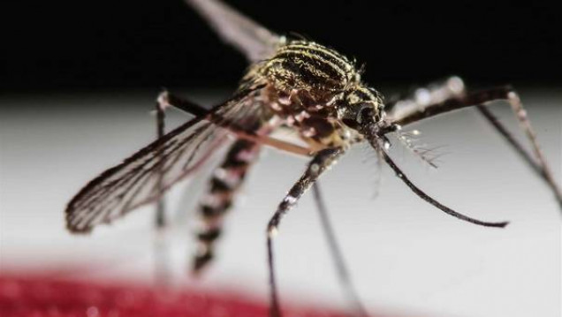 imagen Misiones:confirman la primera muerte por dengue 