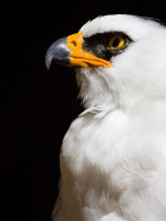 Descubren en el país el primer nido de águila viuda en un Área Protegida 