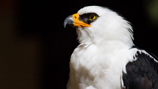 imagen Descubren en el país el primer nido de águila viuda en un Área Protegida 