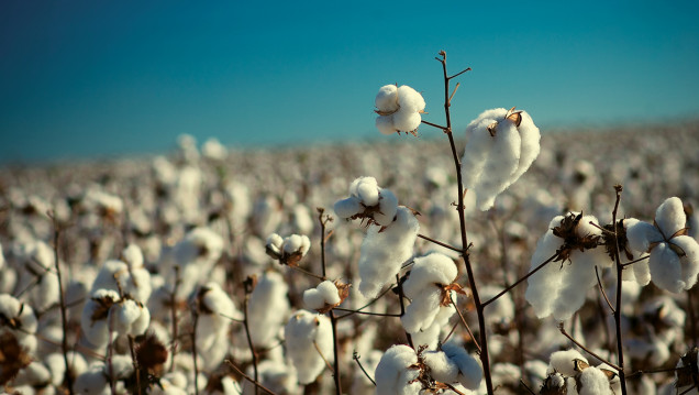 imagen Investigadores de La Plata encuentran glifosato en algodón, gasas, hisopos, toallitas y tampones