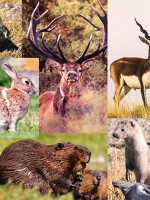 En Argentina existen 23 especies de mamíferos invasores
