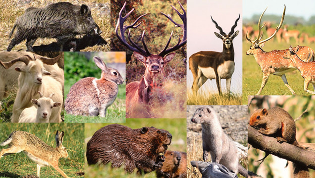 imagen En Argentina existen 23 especies de mamíferos invasores