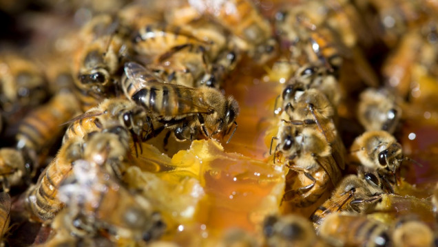imagen Para proteger las abejas, la UE limitó el uso de insecticidas