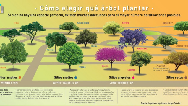 imagen Qué árbol plantar, el interactivo que protege a esta especie en su día