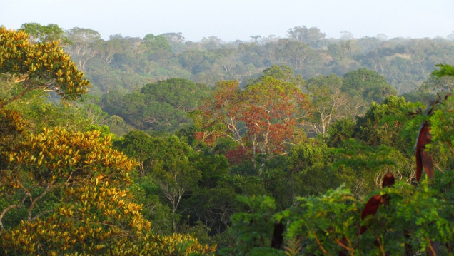imagen Cambio climático: el calor y la sequía disminuyen el crecimiento en los árboles tropicales
