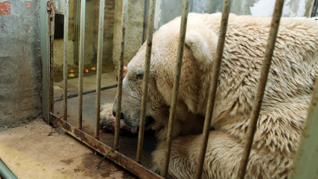 imagen Advierten sobre el delicado estado de salud del oso Arturo
