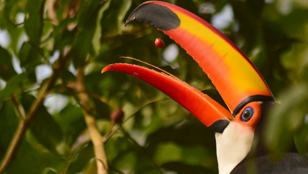 imagen Ciencia de la aves: científicos y científicas de Latinoamérica se paran frente a colonialismo en la ornitología