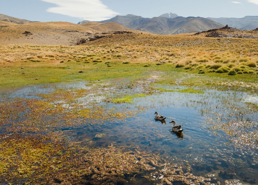 Un reporte científico propone estrategias para detener y revertir la pérdida de biodiversidad