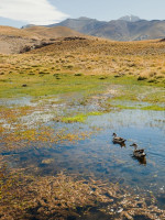 Un reporte científico propone estrategias para detener y revertir la pérdida de biodiversidad