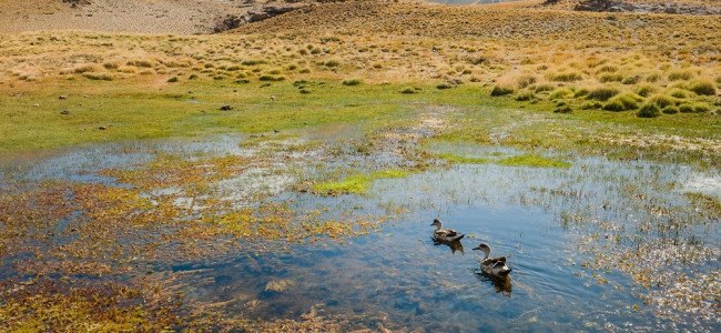 Un reporte científico propone estrategias para detener y revertir la pérdida de biodiversidad