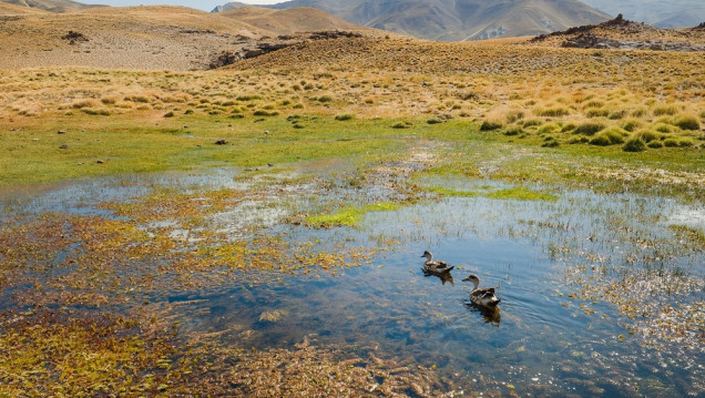 imagen Un reporte científico propone estrategias para detener y revertir la pérdida de biodiversidad