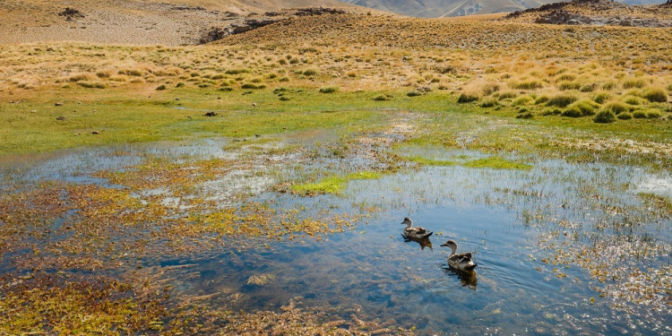 Un reporte científico propone estrategias para detener y revertir la pérdida de biodiversidad