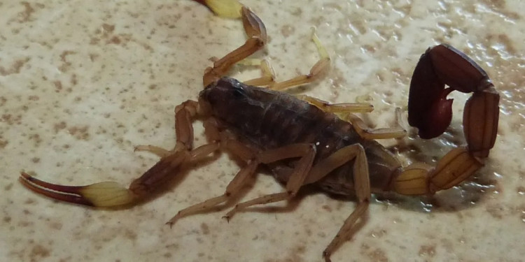Hallaron en Mendoza una especie de escorpión típica de zonas húmedas
