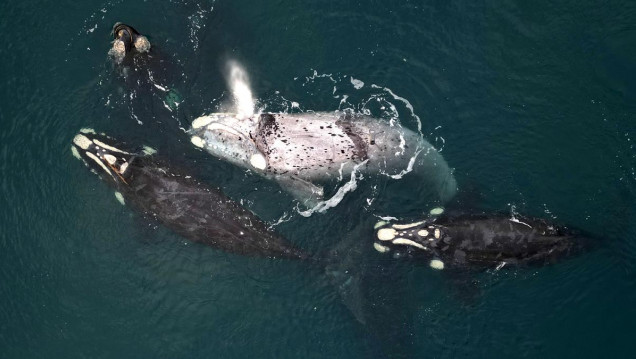 imagen El cambio climático y la caza son las principales amenazas para ballenas y delfines 