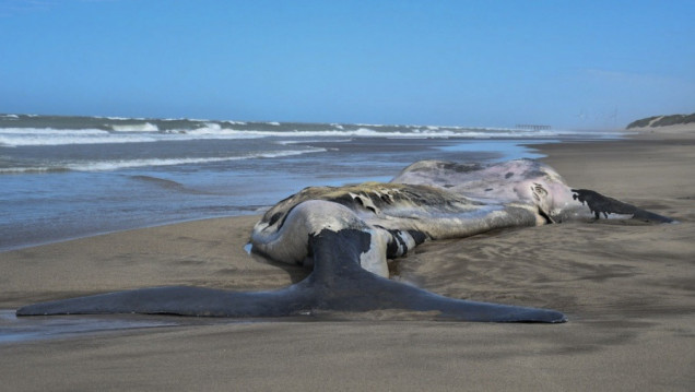 imagen Alerta por el hallazgo de ballenas muertas en la zona de península de Valdés