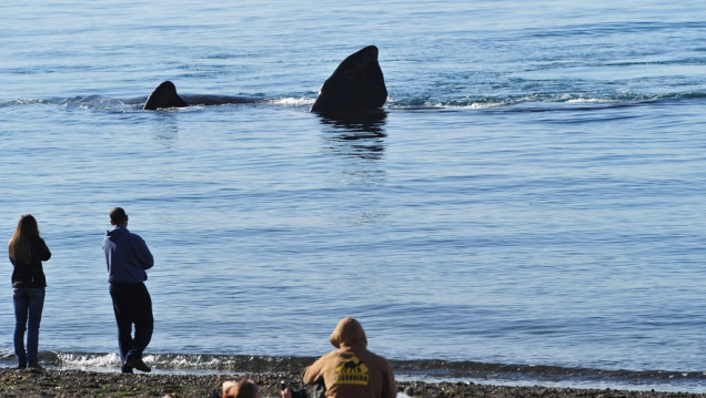 imagen Llegaron a Puerto Madryn las primeras ballenas del año