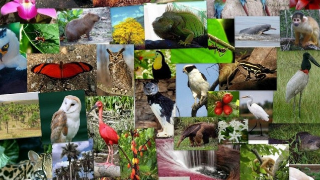 imagen Más de 4000 especies animales y vegetales de las que no se tienen datos "están amenazadas de extinción"