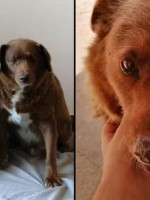 "Bobi", un perro de Portugal, fue designado como el más longevo por la organización Guinness