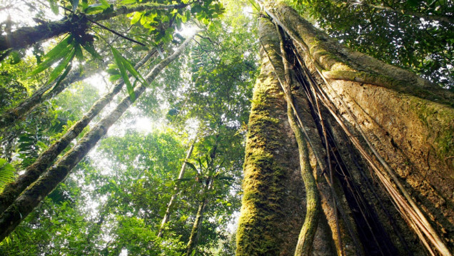 imagen Día Internacional de los Bosques: por qué son fundamentales para la salud