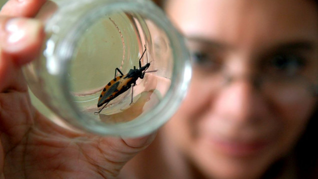 imagen La Agencia de Medicamentos de Estados Unidos aprobó un fármaco argentino contra el Chagas