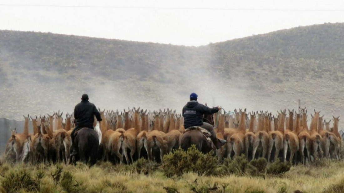 Científicos de Conicet brindan asistencia para el aprovechamiento sustentable de la fibra de guanacos