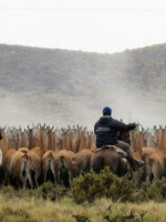 Científicos de Conicet brindan asistencia para el aprovechamiento sustentable de la fibra de guanacos