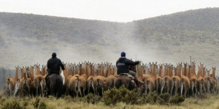 Científicos de Conicet brindan asistencia para el aprovechamiento sustentable de la fibra de guanacos