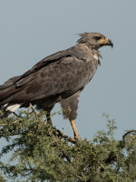Avistaron en Ñacuñán un pichón de águila coronada, especie en peligro de extinción