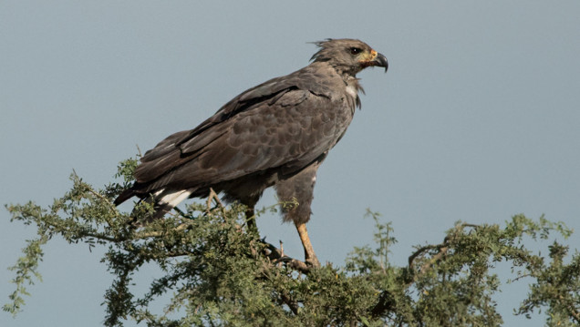 imagen Avistaron en Ñacuñán un pichón de águila coronada, especie en peligro de extinción