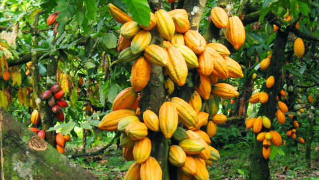 imagen Cacao, la semilla divina