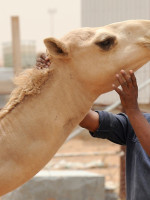Qué es la "gripe del camello", el virus que tiene en alerta a Qatar y al seleccionado francés 