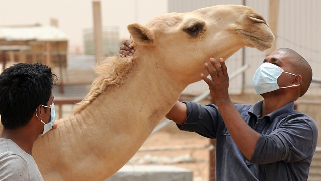 imagen Qué es la "gripe del camello", el virus que tiene en alerta a Qatar y al seleccionado francés 