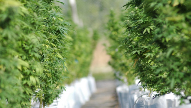 imagen Cannabis medicinal: el Gobierno autorizó a las ONG a cultivar plantas para 150 pacientes 