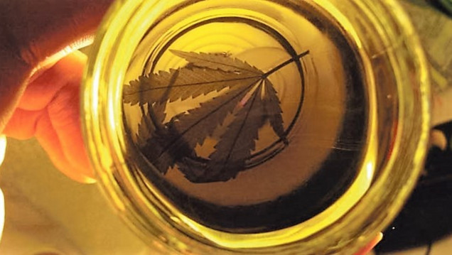 imagen Aval mendocino para el aceite de cannabis