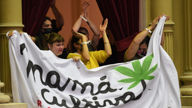 imagen La Confederación Cannábica Argentina celebró la aprobación de la cadena productiva del cannabis medicinal