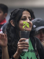 Llegó a la Corte el debate por la despenalización del cannabis con fines medicinales