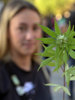 Cannabis medicinal: la Corte determinó que el autocultivo debe ser controlado, pero no penalizado