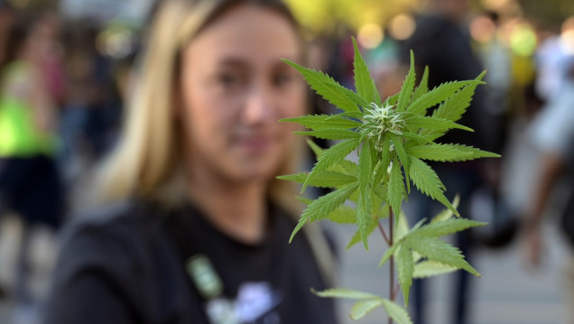 imagen Cannabis medicinal: la Corte determinó que el autocultivo debe ser controlado, pero no penalizado