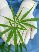 Una encuesta "derriba el mito de la marihuana como puerta de entrada" a drogas más duras