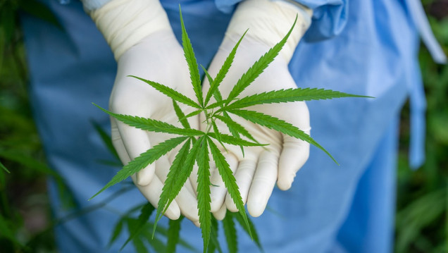 imagen Una encuesta "derriba el mito de la marihuana como puerta de entrada" a drogas más duras