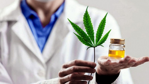 imagen Industria de cannabis medicinal en Mendoza: ¿quiénes podrán producir?