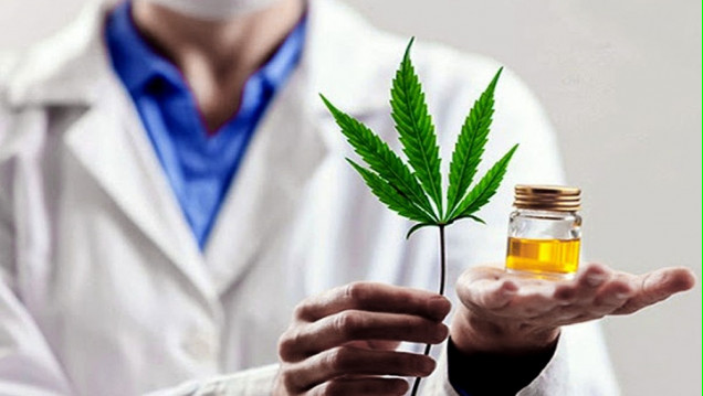 imagen Ya está en funcionamiento la Agencia Regulatoria de la Industria del Cáñamo y el Cannabis Medicinal