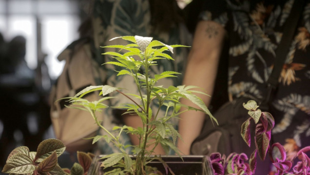 imagen Habilitan el primer centro nacional de cultivo de cannabis medicinal