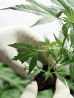 Son más de 50 mil las personas habilitadas para cultivar cannabis medicinal en la Argentina 