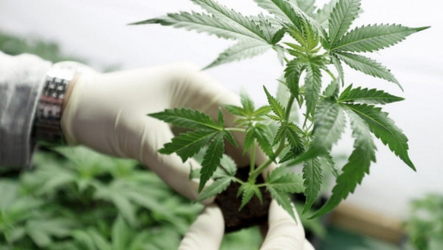 imagen Son más de 50 mil las personas habilitadas para cultivar cannabis medicinal en la Argentina 