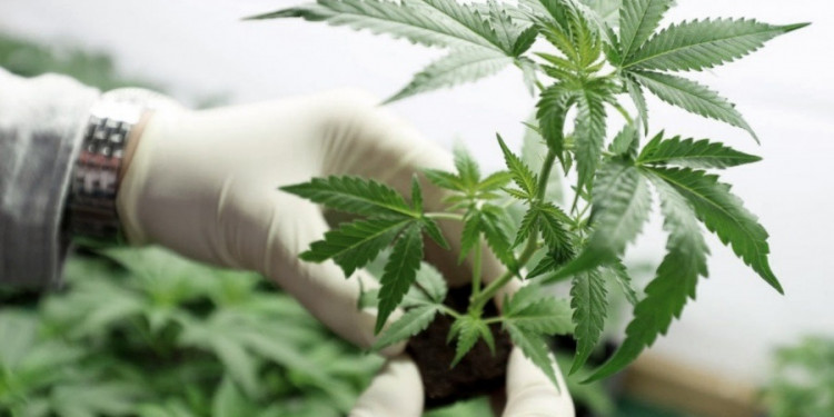 Son más de 50 mil las personas habilitadas para cultivar cannabis medicinal en la Argentina 
