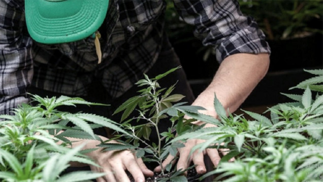 imagen Cannabis: piden regular el uso recreativo y la reglamentación para la producción de pymes